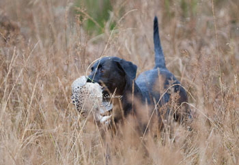 Gundog Photography by Neil Salisbury Betty Fold Gallery